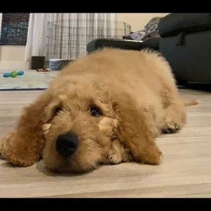 Meet your Posher, Angela